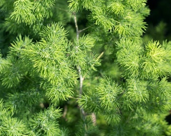 Asparagus Fern Sprengeri 10 Seeds, Emerald Feather, Emerald Fern, Lace Fern, Plumosa Fern, Racemose Asparagus, Shatavari, House Plant