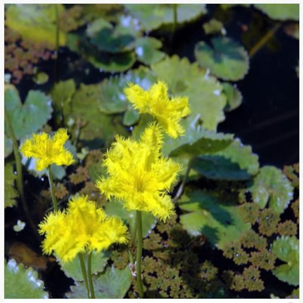 Yellow Snowflake or Nymphoides Geminata Floating Aquatic Pond Plant (pack of 3 plants)