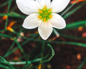 ⚮̈﻿ LILY ⚮̈﻿ Zephyr Lily, Zephyranthes Candida, Rain Lily, Fairy Lily