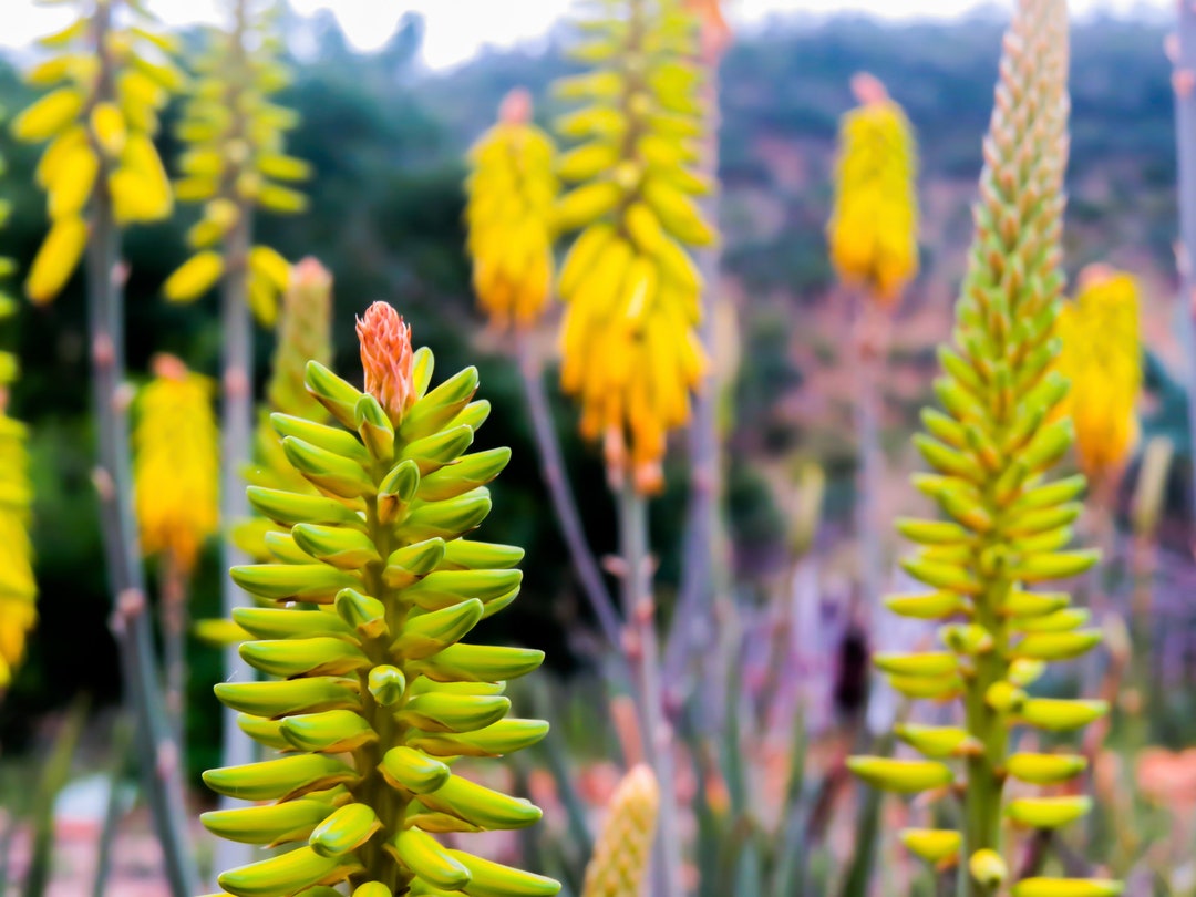 Aloe Vera Aloe Barbadensis Miller 10 Organic Seeds - Etsy