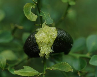 Green Australian Finger Lime, Citrus Caviar or Microcitrus australasica (10 Seeds)