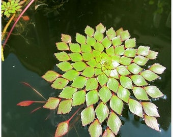 Mosaic or Ludwigia Sedioides Floating Plant (6 individual Stem/plants)