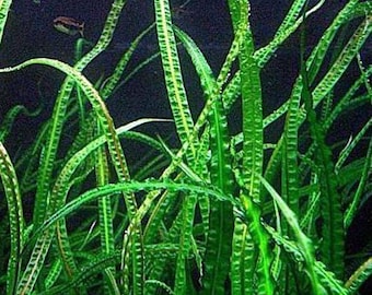 Cryptocoryne Balansae, Crypt Balanase, Cryptocoryne crispatula var. 'balansae' Freshwater Aquarium Aquatic Plant 2-pack