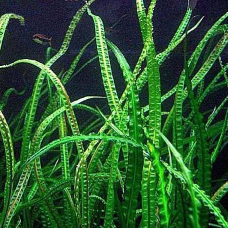 Op de afbeelding: Een close-up van een bos groene waterplanten met lange, dunne bladeren. De planten groeien op een donkere achtergrond.
