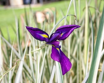 Japanese Variegated Iris ensata ‘Variegata’ Iris Winter Hardy Aquatic Pond Marginal Bog Plant 6 pack