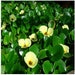 see more listings in the Pond Plants section