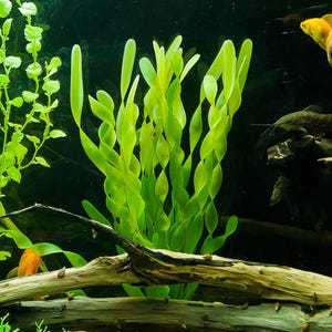 May include: A close-up of a green aquatic plant with long, twisted leaves. The plant is growing in a fish tank with a piece of driftwood and a few small snails.