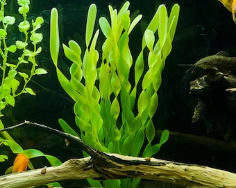 Vallisneria Corkscrew or Vallisneria asiatica var. biwaensis Freshwater Aquarium Plant (pack of 5 individual plants)