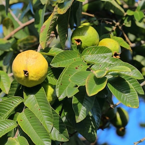 Lemon Guava, Psidium guajava, common guava, yellow guava, or apple guava Organic Tropical Hand picked Fruit 10 pack of seeds