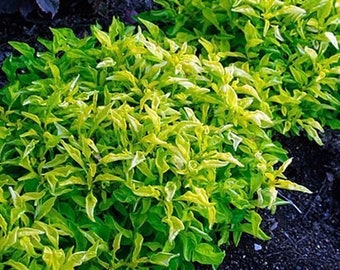 Hedge Green Bunched Aquarium Plant Alternanthera ficoidea (3 Bunches)