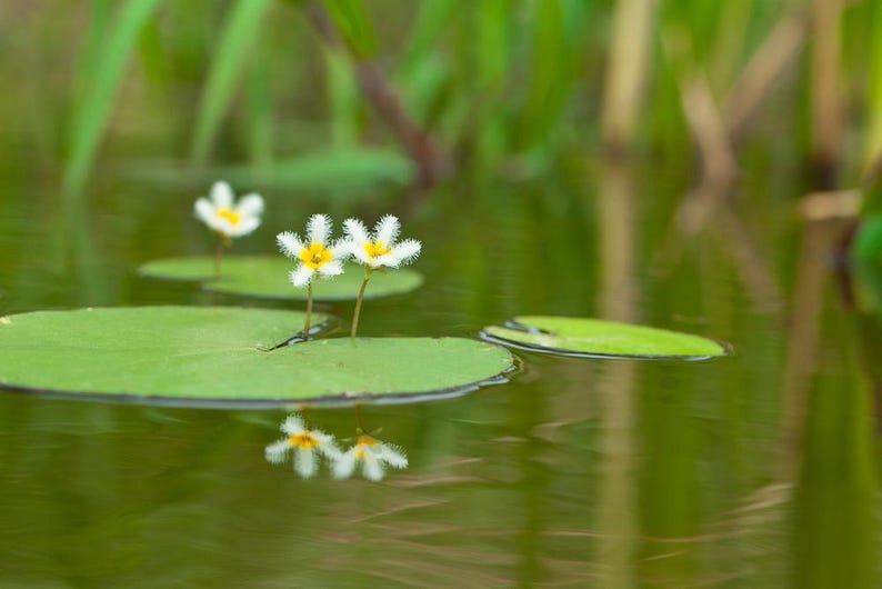 AZ Gardens Nymphoides indica Floating Plant - Thumbnail 4