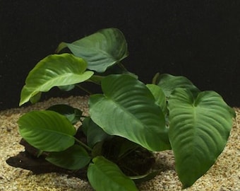 Anubias Barteri Aquarium Plant on Driftwood