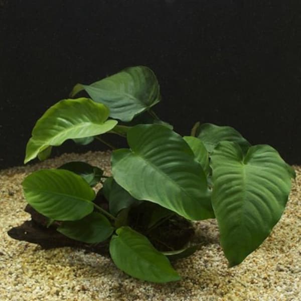 Anubias Barteri Aquarium Plant on Driftwood