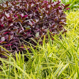May include: A close-up of a lush green and yellow striped grass plant with a dark purple leafy plant in the background.