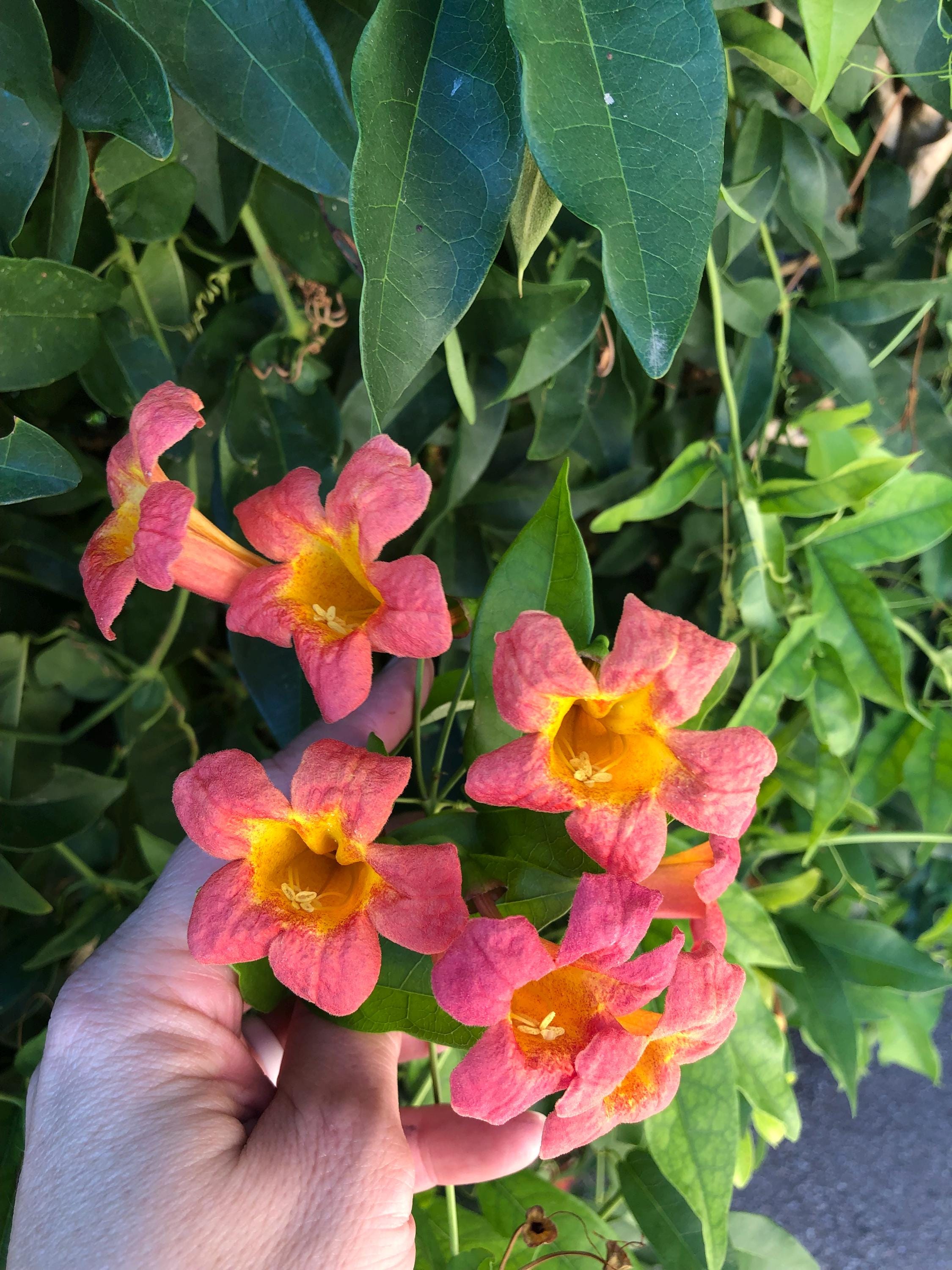 Tangerine Beauty Crossvine, Bignonia Capreolata, Crossvine, Trumpet ...