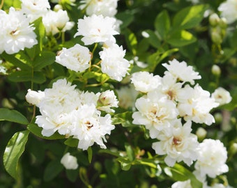 Rosa banksiae, Lady Banks, Lady Banks Rose, Tombstone Rose White (6 cuttings)