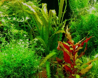 Aponogeton Crispus Freshwater Aquarium Aquatic Plant 3-pack