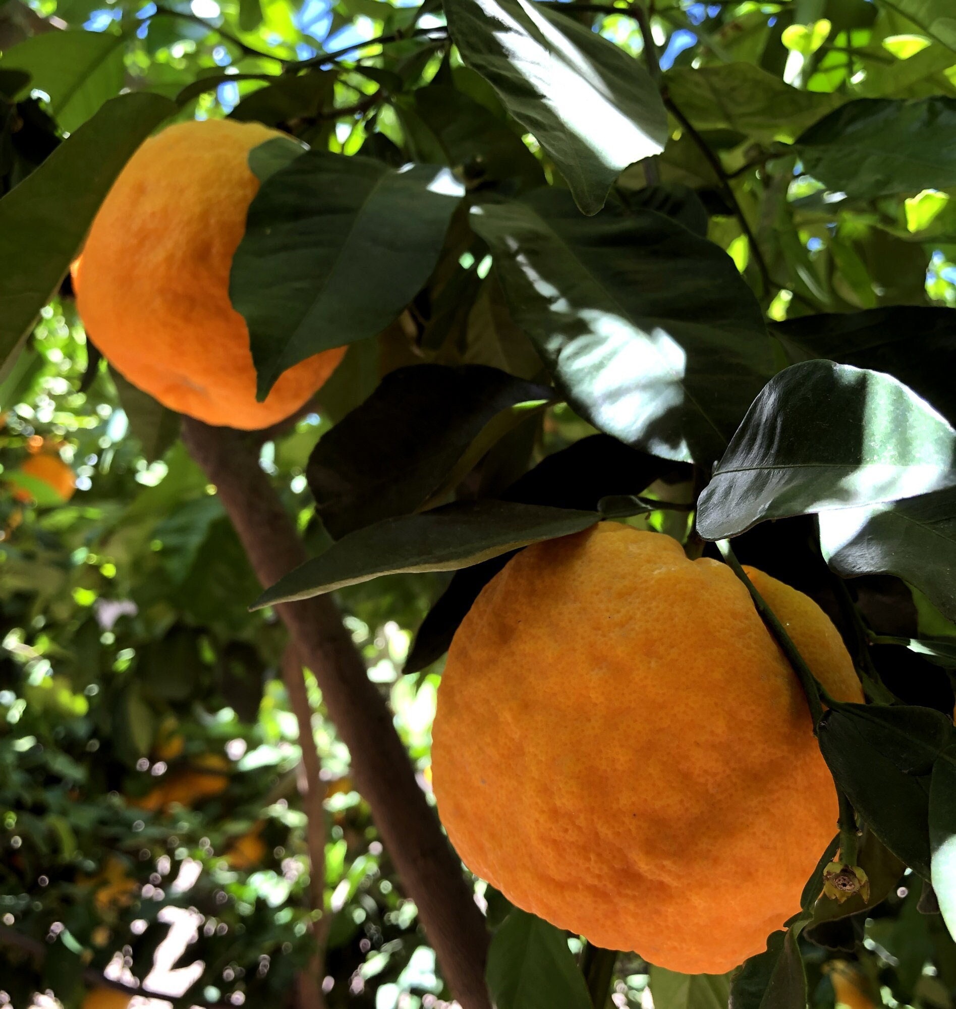 Bitter Orange, Seville Orange, Sour Orange, Zhi Shi or Citrus