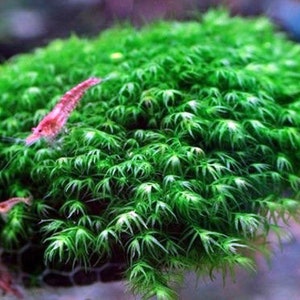 Fissidens Nobilis Moss or Phoenix Moss Aquarium plant Mat 3″x 3.5"