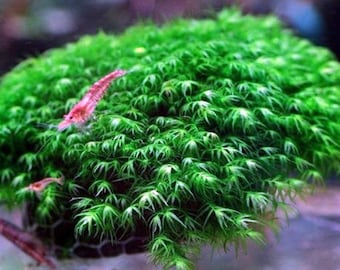 Fissidens Nobilis Moss or Phoenix Moss Aquarium plant Mat 3″x 3.5"