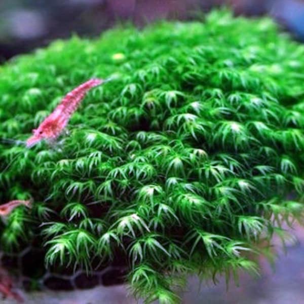 Fissidens Nobilis Moss or Phoenix Moss Aquarium plant Mat 3″x 3.5"