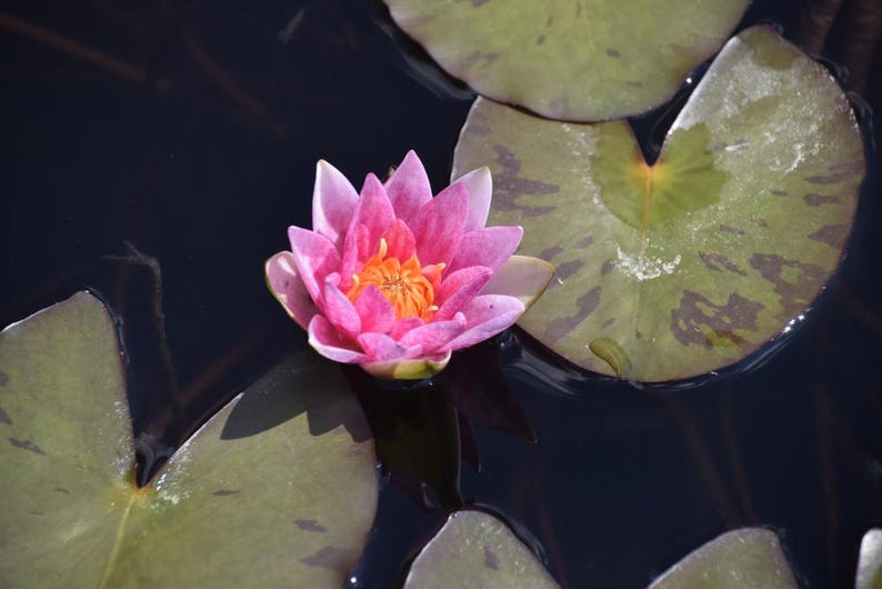 Assorted Grower’s Choice Hardy Water Lily - Thumbnail 2