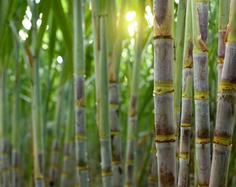 Sugar Cane, Saccharum officinarum, Noble Sugarcane, Tebu, Ganna Cuttings, NOT ROOTED