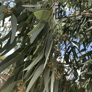 Eucalyptus Leaves 100+ Fresh Picked Home Decoration, Crafts Goods, Natural Remedies, Organic Eucalyptus, Biodegradable Wedding Toss Confetti image 5