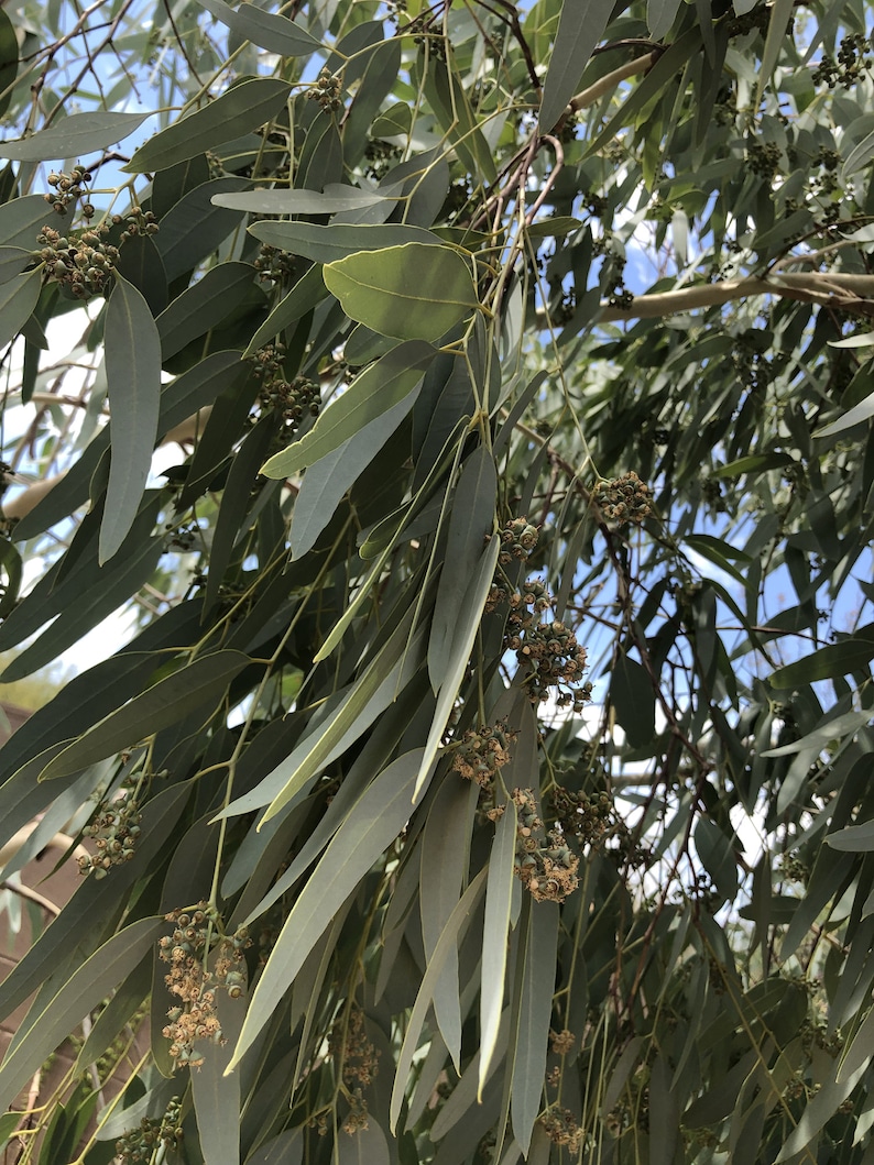 Eucalyptus Leaves 100+ Fresh Picked Home Decoration, Crafts Goods, Natural Remedies, Organic Eucalyptus, Biodegradable Wedding Toss Confetti image 5
