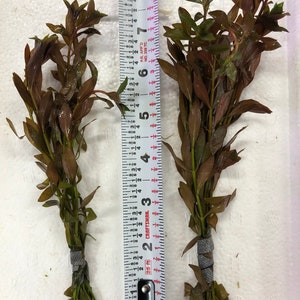 Ludwigia Narrow Leaf or Ludwigia repens x arcuata Bunched Aquatic Plant pack of 3 Bunches image 2