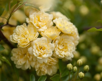 Rosa banksiae, Lady Banks, Lady Banks Rose, Tombstone Rose Yellow (6 Cuttings)