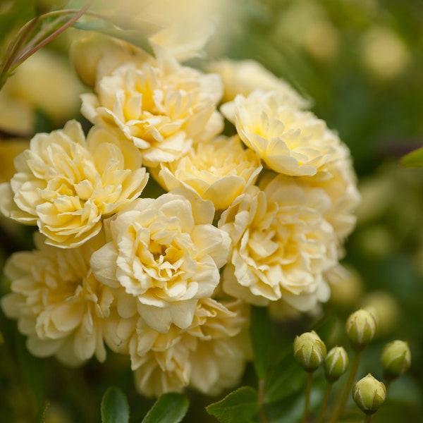 Rosa banksiae, Lady Banks, Lady Banks Rose, Tombstone Rose Yellow (6 Cuttings)