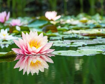 Assorted Grower’s Choice Hardy Water Lily Nymphaea Assortment 3 pack, Pond Lilies, Flowering Pond plants, Lilies in assorted Colors