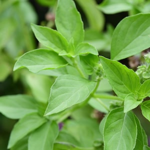 May include: Close-up of a green leafy plant with small white flowers. The plant has a vibrant green color and appears to be growing in a garden.