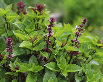 May include: A close-up of a vibrant green basil plant with purple flowers. The plant is in full bloom, with many flowers visible. The leaves are lush and green, and the flowers are a deep purple.