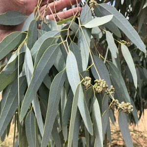 Eucalyptus Leaves 100+ Fresh Picked Home Decoration, Crafts Goods, Natural Remedies, Organic Eucalyptus, Biodegradable Wedding Toss Confetti image 2