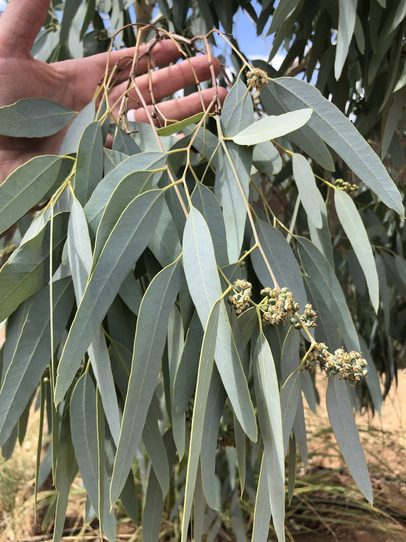 Eucalyptus Leaves 100+ Fresh Picked Home Decoration, Crafts Goods, Natural Remedies, Organic Eucalyptus, Biodegradable Wedding Toss Confetti image 2