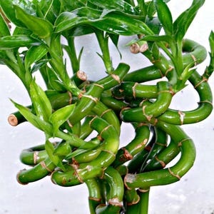 succulent plants soil mix Magik-Moss Cactus Soil main image 0