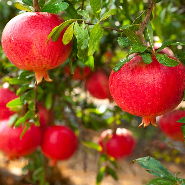 May include: A close-up of a pomegranate tree laden with ripe, red pomegranates. The fruit is hanging from the branches, surrounded by green leaves.