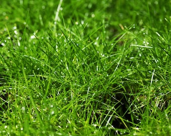 Eleocharis pusilis-acicularis mini Freshwater Aquarium Aquatic Plant Portion Cup 3.5 oz