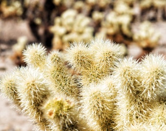 Teddy Bear Cholla Cactus or Cylindropuntia bigelovii (20 seeds)