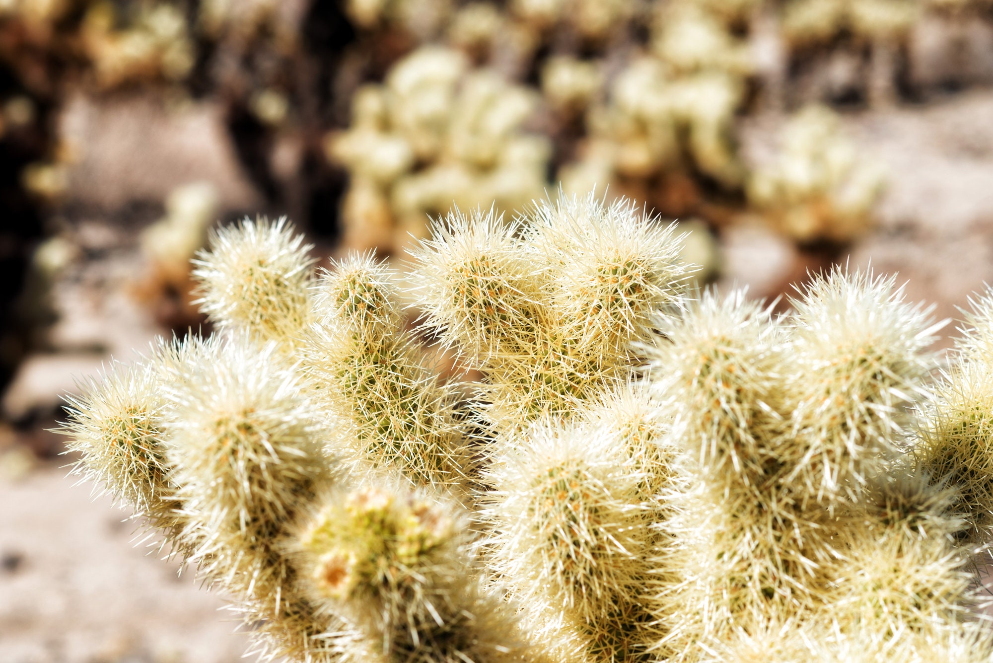 Teddy Bear Cholla Cactus or Cylindropuntia bigelovii (20 seeds)