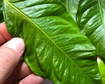 Organic Fresh Collected Lisbon Lemon Leaves 20 leaves