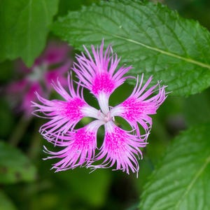 Fringed Pink Lace Dianthus, Dianthus plumarius, Flower Seeds, Pollinator Flowers, Cake Decorating Flowers, Essential Oil, Flowers, 10 seeds
