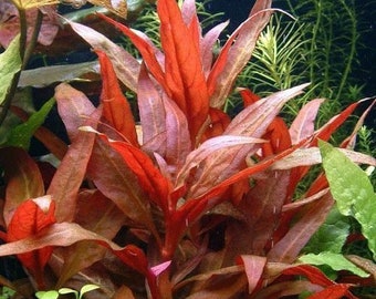Telanthera Red Temple Bunched Aquatic Plant (3 pack)