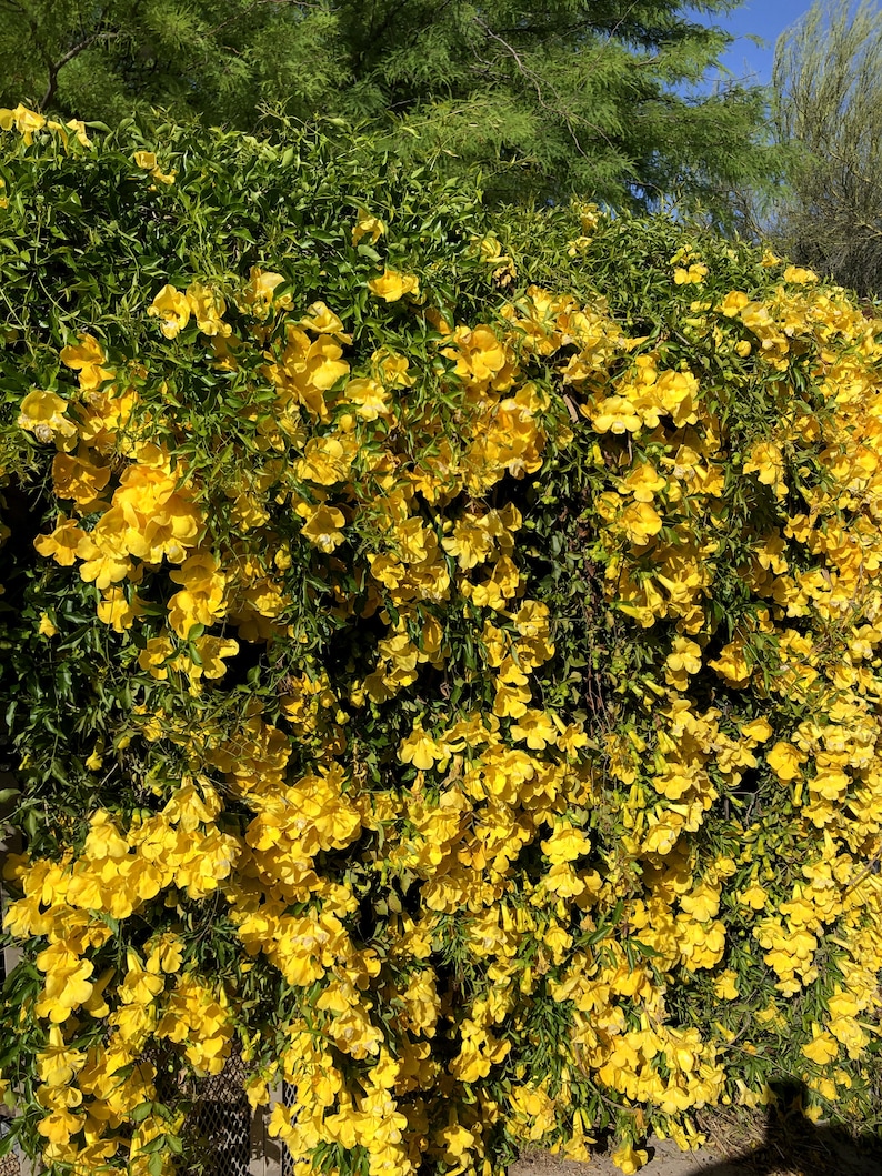 Cat's-claw, catclaw-creeper, catclaw-trumpet, funnel-creeper or Dolichandra unguis-cati Seeds 20 per pack image 6