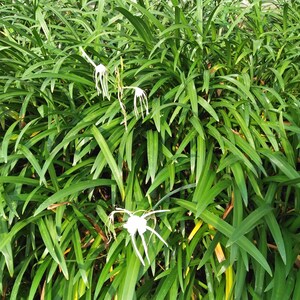 Puede incluir: Primer plano de una planta verde con flores blancas. La planta tiene hojas largas y estrechas que est&aacute;n dispuestas en un grupo denso. Las flores son peque&ntilde;as y delicadas, con p&eacute;talos blancos y un centro amarillo.