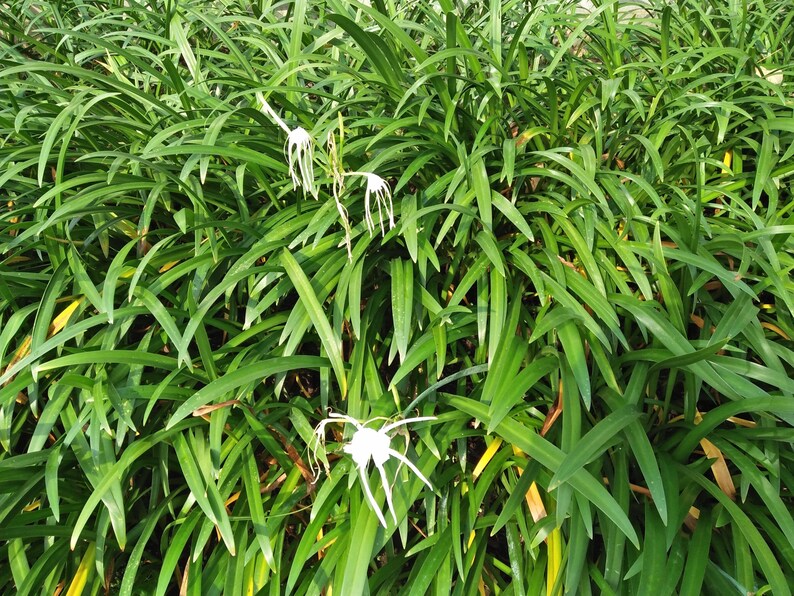 Puede incluir: Primer plano de una planta verde con flores blancas. La planta tiene hojas largas y estrechas que est&aacute;n dispuestas en un grupo denso. Las flores son peque&ntilde;as y delicadas, con p&eacute;talos blancos y un centro amarillo.