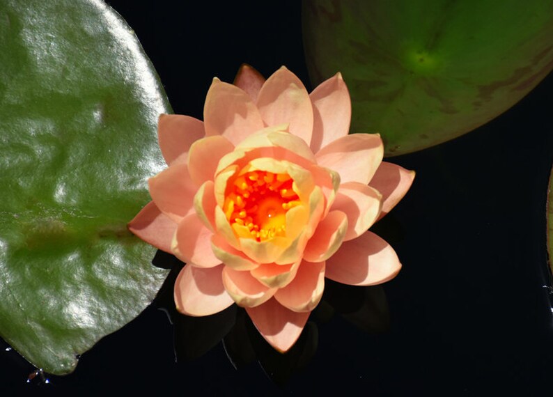 Nymphaea Georgia Peach Water Lily - Thumbnail 2