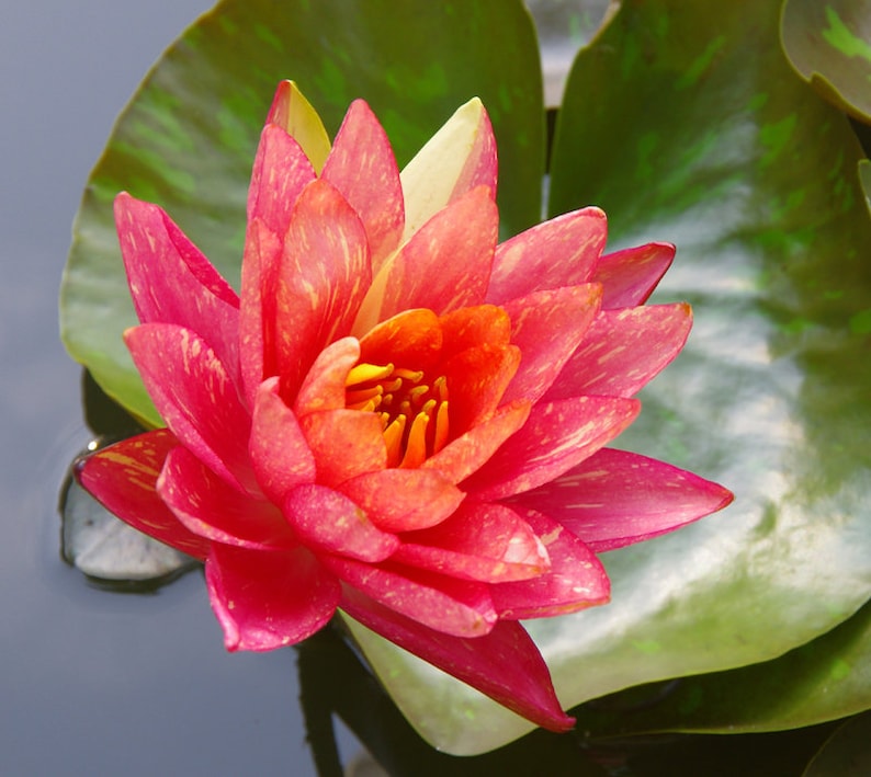 Wanvisa Nymphaea Water Lily - Thumbnail 2